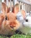 Don't be a bunny boiler Don't be a bunny boiler35
