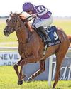 TOP DOG Brilliant Guineas hero Echo ready to make a big noise TOP DOG Brilliant Guineas hero Echo ready to make a big noise41