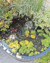 Roll out the barrel and dip into pond life Roll out the barrel and dip into pond life37