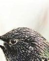 A refuge for a beleaguered bird