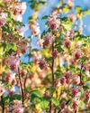 Currant affairs Currant affairs