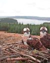 First egg laid by osprey just in time for Easter First egg laid by osprey just in time for Easter
