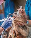 Uni team in pioneering dental surgery for sloth