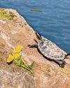 Turtle surprise at visitor seen sunbathing in park Turtle surprise at visitor seen sunbathing in park