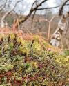 Island's habitat to be restored