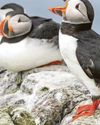 Watch the birdies via new island 'puffincams'