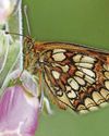 Resurgence of rare butterfly that was close to extinction37
