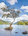 Voting opens on shortlist for Tree of the Year competition29