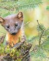 New 'haven' for rare mammal11