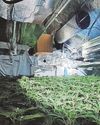 Man jumped out of window as police raided cannabis farm The Journal