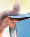 Red alert sounded on squirrel figures0