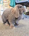 Farm's plea for safe return of stolen bunny Snowy6