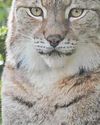 Lynx enclosure moves reintroduction closer Lynx enclosure moves reintroduction closer0