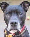 Neglected Reggie endured weeks of suffering12