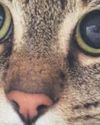 Calming our scaredy cat19