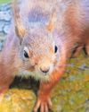 Beat winter blues by supporting our red squirrels4
