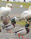 Trust celebrates increase in visiting bird species2