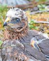 Four tracked rare birds of prey suspected illegally killed13