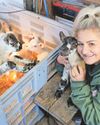 Lamb triplets delight farm visitors7