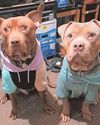 Beloved pet dogs killed in shocking house blaze13