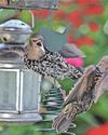 Starlings pip house sparrows to top birding spot6