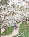 Gorgeous blossom trees in full bloom1