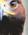Golden Eagles set for return to England8