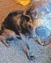 Woman ‘permanently taped’ muzzle on dog11