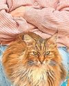 19-year-old homeless cat finds retirement pad0