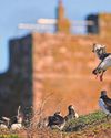 Treasures of Farne Islands in focus Treasures of Farne Islands in focus2