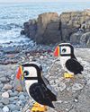 Lego fan’s hobby clicks in perfectly with nature Lego fan’s hobby clicks in perfectly with nature4