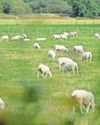 Report highlights need for sheep farm support Report highlights need for sheep farm support20