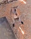 Missing wallaby ‘chilling out’ after rescue mission1