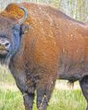 Bison herd begins to 'bash through' new surroundings Bison herd begins to 'bash through' new surroundings34