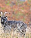 Origins of ‘genetically unique’ feral goats revealed by study Origins of ‘genetically unique’ feral goats revealed by study11