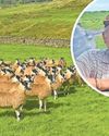 Leave our field alone, sheep association tells mayoral authority6
