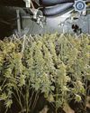 Sneaky crooks turned ex-bank into drug farm Sneaky crooks turned ex-bank into drug farm