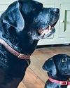 Finding a warm welcome for pooches in pubs...usually Macclesfield Express