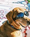Growing number of people taking on 'imported' dogs Macclesfield Express