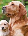 Best way to calm down a difficult dog is to be guided by another dog27