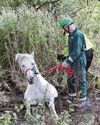 Horse is rescued from bog – and cow theft riddle2
