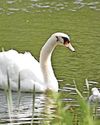 Swan found dead with severe injuries to neck and head5