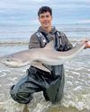 Rare shark caught - and released8