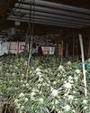 'Gardeners' found at former city restaurant turned into drugs farm6