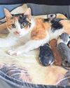 Charity's neutering call after death of new-born kittens3