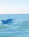 Kayakers treated to rare dolphins sighting off beach8