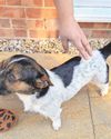 Man who repeatedly hit and dropped dog is jailed8