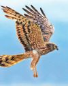 Joy at successful breeding by rare Montagu's harriers32
