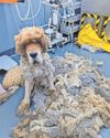 Pair's five-year ban from keeping animals0