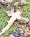 Plea to anglers as dead dogfish spotted off coast3